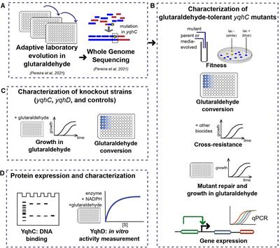 Tolerance to Glutaraldehyde in Escherichia coli Mediated by Overexpression of the Aldehyde Reductase YqhD by YqhC